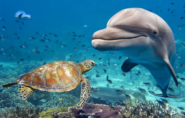 Картинка животные, вода, рыбы, дельфин, черепаха