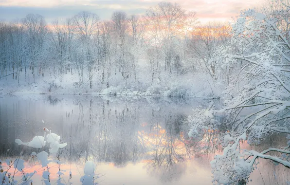 Картинка зима, лес, снег, озеро, отражение, вечер