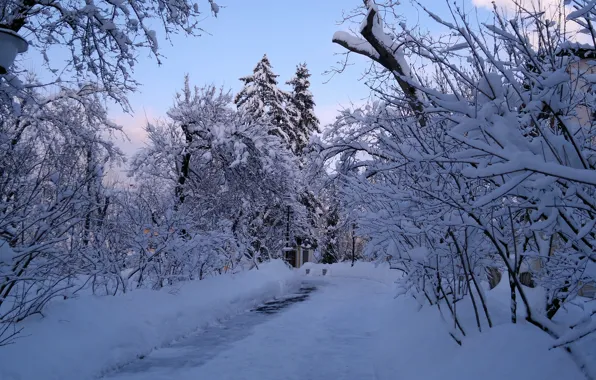 Сосны, Алея, в музее Рыльского