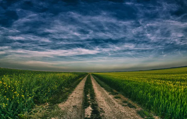 Картинка дорога, пшеница, поле, небо, урожай, сурепка