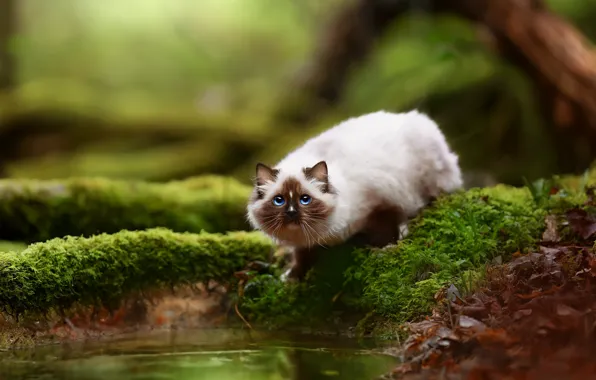 Зелень, кошка, кот, взгляд, вода, природа, поза, листва