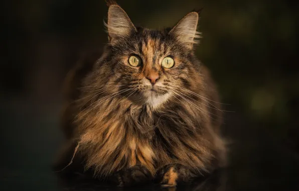 Кошка, кот, взгляд, свет, поза, темный фон, портрет, лежит