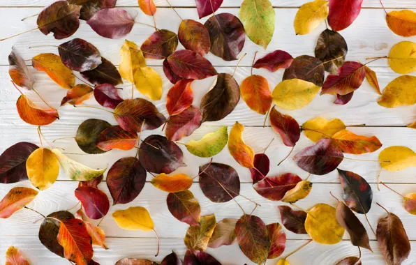 Осень, листья, фон, дерево, доски, colorful, wood, background