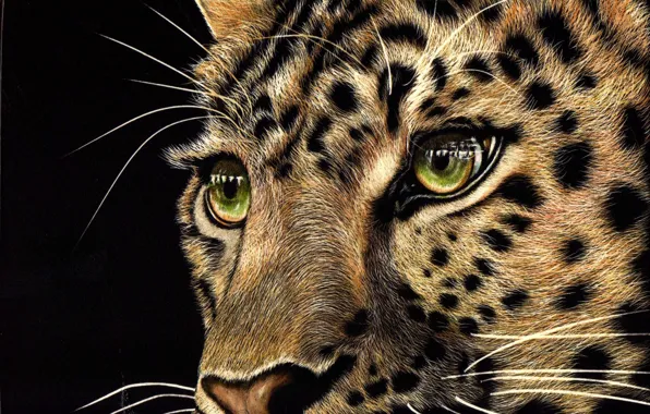 Взгляд, морда, животное, хищник, леопард, черный фон, зеленые глаза