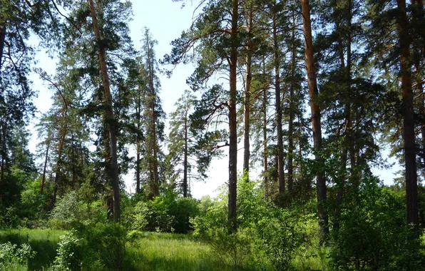 Лес, листья, сосны