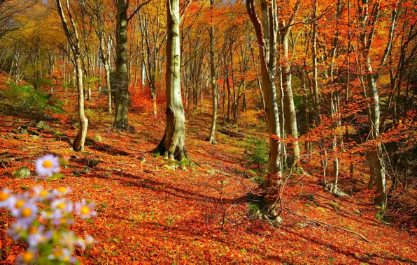 Картинка Осень, Деревья, Лес, Fall, Листва, Autumn, Colors, Forest