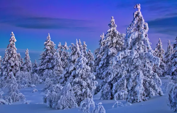 Зима, лес, снег, ели, Финляндия, Finland, Lapland, Лапландия