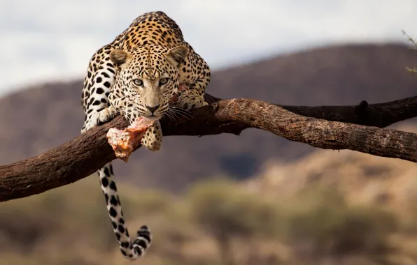 Леопард, Намибия, дикая природа