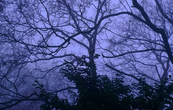 Лес, небо, деревья, природа