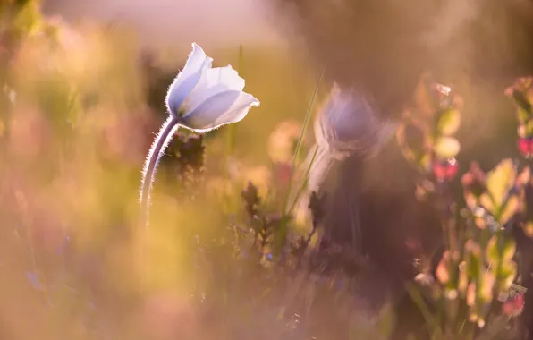 Картинка цветок, природа, Anémone alpine