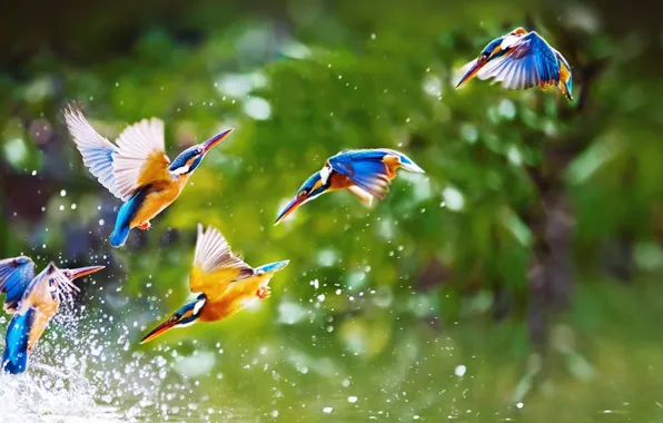 Картинка flying, animal themes, animal wildlife, Beautiful birds, group of animals