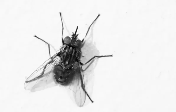Муха, фон, Bzzzzz