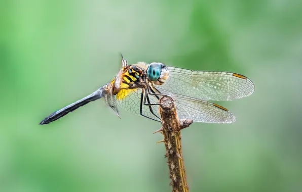 Wings, dragonfly, insect