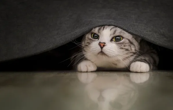 Кошка, кот, взгляд, поза, портрет, покрывало, мордашка, выглядывает
