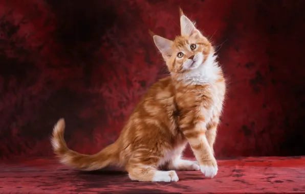 Кошка, взгляд, морда, поза, котенок, лапы, пушистый, рыжий