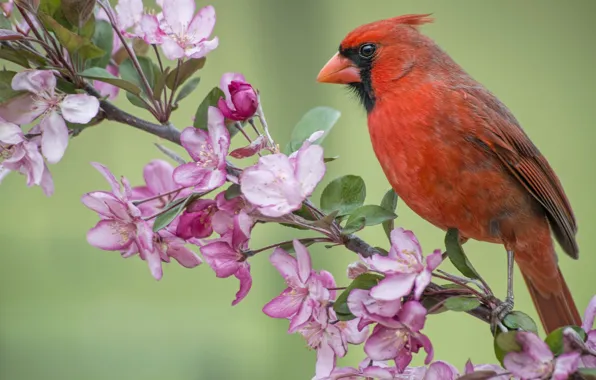 Птица, ветка, весна, яблоня, цветение, цветки, кардинал, Красный кардинал
