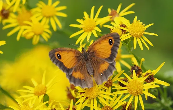Картинка макро, цветы, бабочка, Крупноглазка жёлто-бурая, Якобея