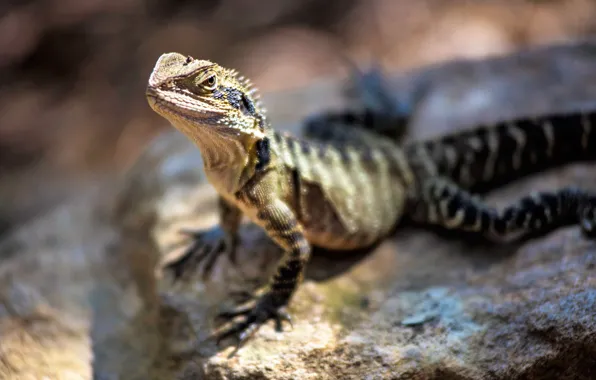 Sun, lizard, reptil