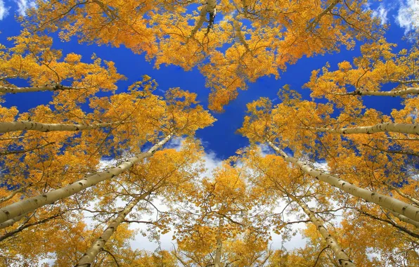 Картинка осень, лес, небо, деревья, ствол, крона, осина