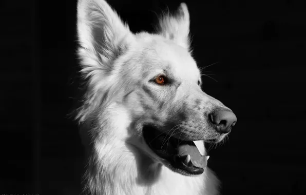 Картинка Собака, чёрный фон, чёрно - белое, белая собака, бшо., белая овчарка