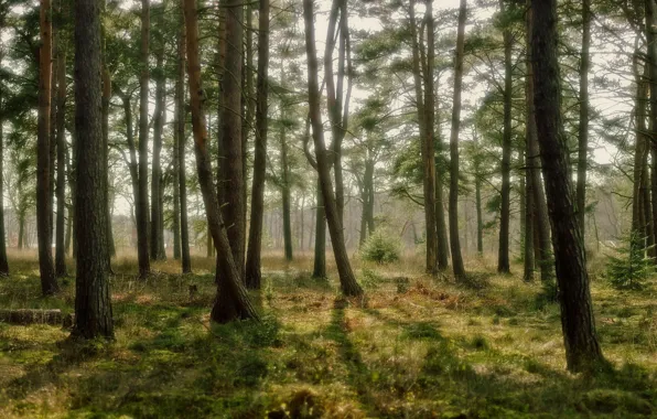 Обои деревья, мох, сосновый лес на телефон и рабочий стол, раздел природа,  разрешение 2844x1600 - скачать