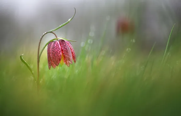 Макро, цветы, природа