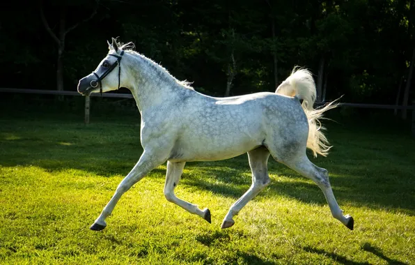 Картинка серый, конь, лошадь, бег, рысь