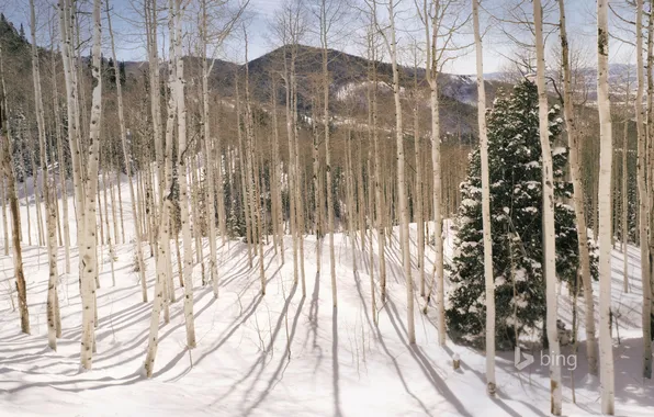 Картинка зима, лес, снег, деревья, горы, Юта, США, роща
