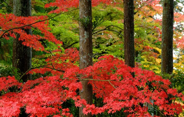 Картинка осень, лес, природа, парк, Япония, клен