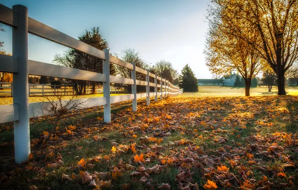 Осень, листья, забор