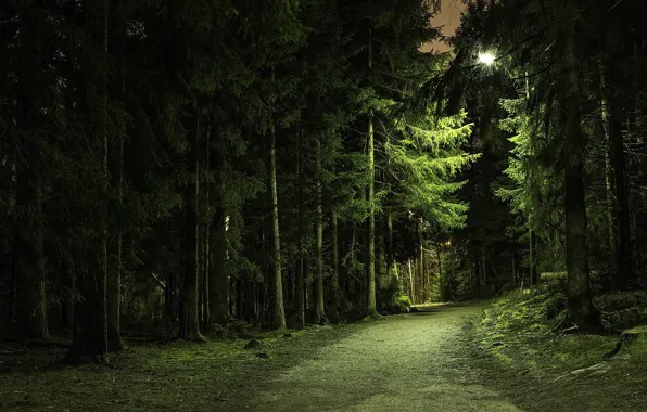 Картинка дорога, лес, вечер, густая