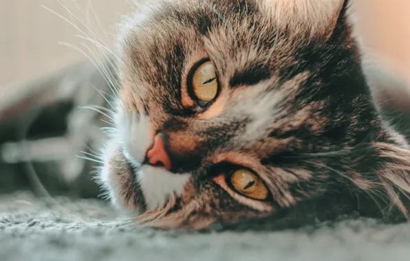 Кошка, кот, взгляд, морда, портрет, лежит, боке, пятнистая