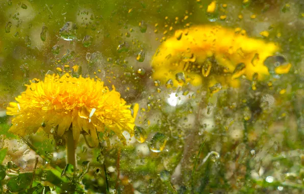 Yellow, drops, lower