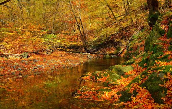 Картинка Поток, Осень, Лес, Ручей, Fall, Листва, Autumn, Colors