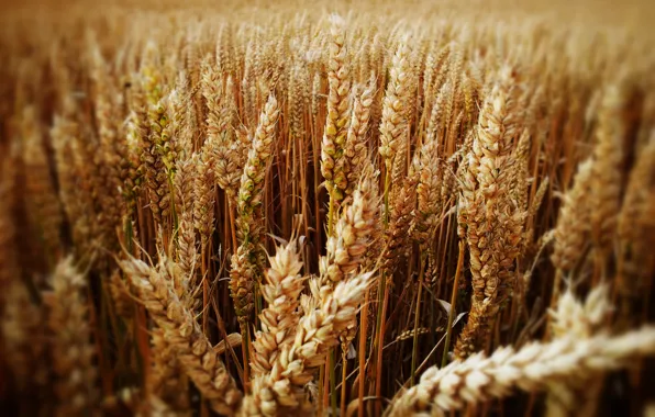Пшеница, поле, колос