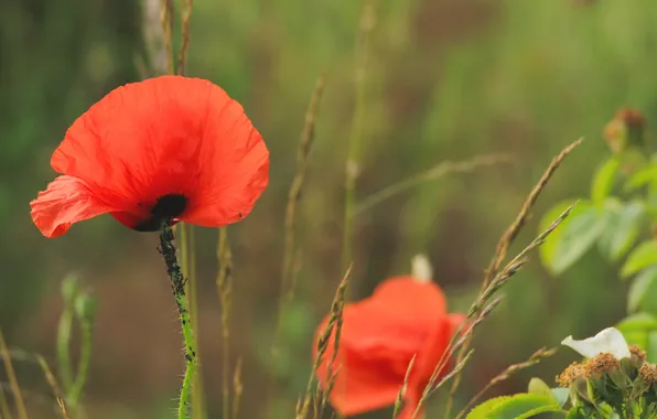 Red, flower, poppy