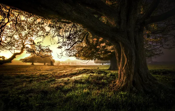 Картинка деревья, закат, природа