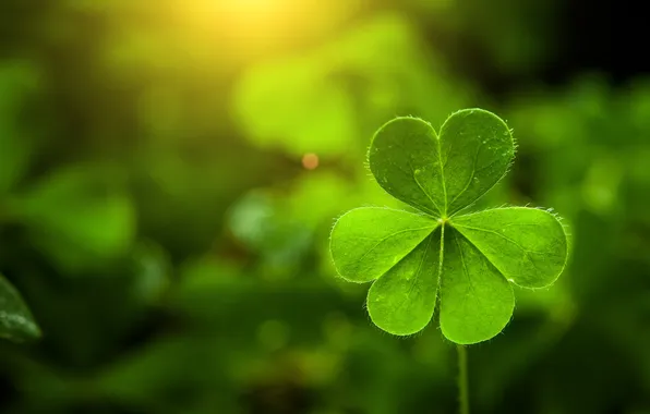 Картинка abstract, beautiful, background, bokeh, celebration, clover, appeal