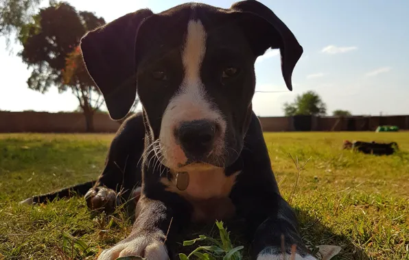 Картинка Pitbull, Amstaff, Staffie