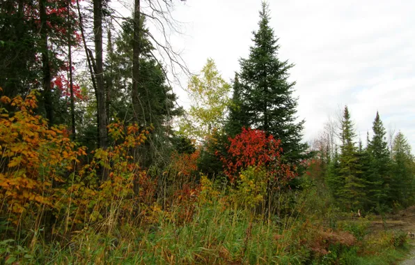 Картинка осень, лес, деревья, colors, forest, Autumn, fall