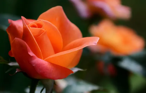 Картинка цветок, макро, роза, оранжевая, фокус, размытость