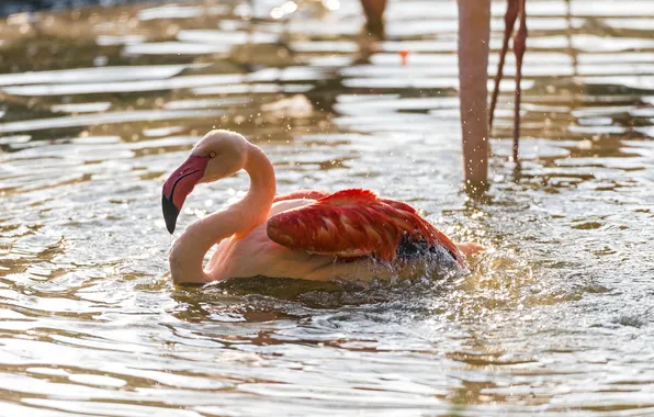 Брызги, птица, купание, фламинго, водоём, ©Tambako The Jaguar