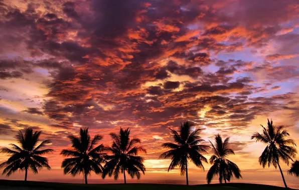 Картинка небо, солнце, облака, закат, пальмы