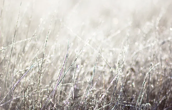 Картинка иней, осень, трава, утро, мороз