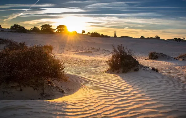 Пейзаж, природа, утро