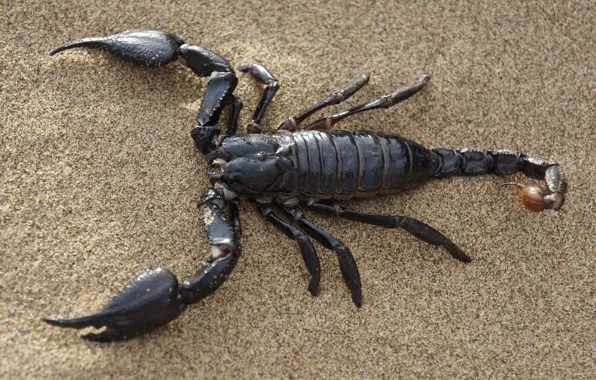 Desert, sea, nature, sands, animal, claw, black Emperor Scorpion