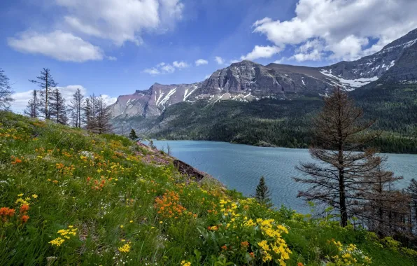 Картинка цветы, озеро, гора, луг