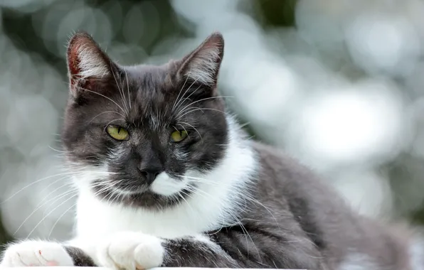 Картинка кошка, кот, взгляд, блики, фон, бело-черный