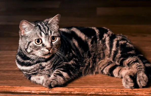 Кошка, обои, лежит, полосатая, британская