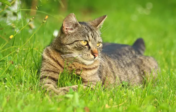 Зелень, кошка, лето, трава, кот, взгляд, природа, поза